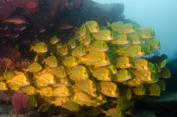 Panamic Porkfish Anisotremus Taeniatus Barevné Žluté Ryby Škole Baitball Nebo — Stock fotografie