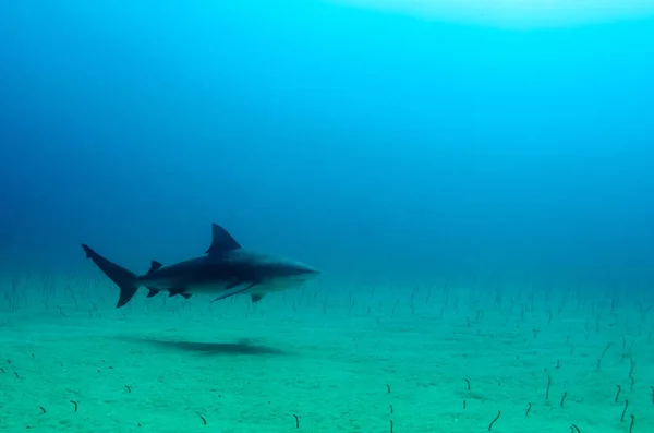 Tiburón Toro Carcharhinus Leucas Arrecifes Del Mar Cortés Océano Pacífico — Foto de Stock