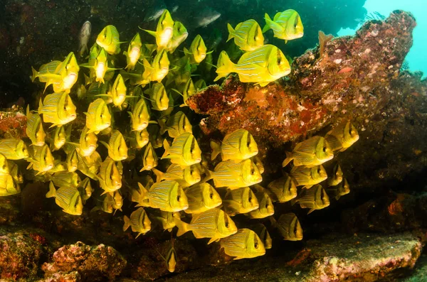 Panamic Porkfish Anisotremus Taeniatus Baitball や竜巻 コルテス海で色鮮やかな黄色い魚 Pulmo バハカリフォルニアスル メキシコクストーというそれ世界の水族館 — ストック写真