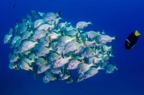 Arrecife Peces Del Mar Cortés México —  Fotos de Stock