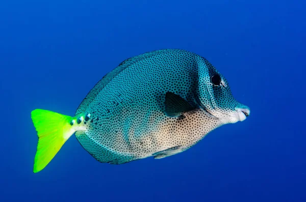 Prionurus Змія Поцяткована Жовтохвіст Surgeonfish Рифи Море Кортеса Тихого Океану — стокове фото