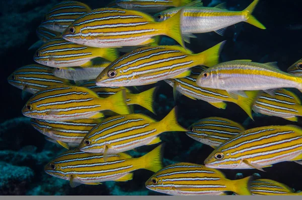 Gelber Schnapper Lutjanus Argentiventris Der Eine Schule Einem Schiffswrack Bildet — Stockfoto