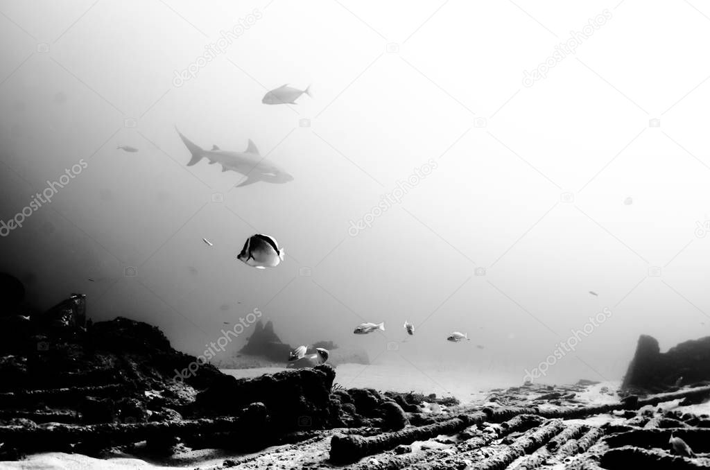 Bull Shark (Carcharhinus leucas). reefs of the Sea of Cortez, Pacific ocean. Mexico.