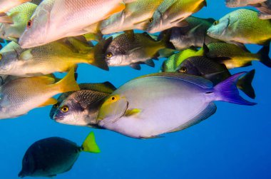(Acanthurus xanthopterus) Yellowfin or purple Surgeonfish  in a shipwreck. reefs of the Sea of Cortez, Pacific ocean. Cabo Pulmo, Baja California Sur, Mexico. Cousteau named it The world's aquarium. clipart