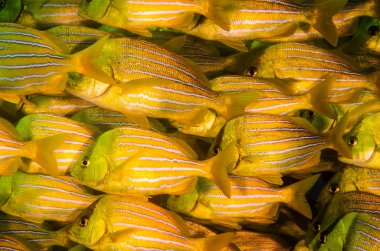 Panamic porkfish (Anisotremus taeniatus), okul, baitball veya fırtına, deniz Cortez renkli sarı balık. Cabo Pulmo, Baja California Sur, Meksika. Cousteau dünya akvaryum adlı.