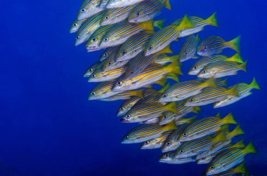 Bir gemi enkazı, okulda oluşturan sarı balığı (Lutjanus argentiventris), resifleri deniz Cortez, Pasifik Okyanusu. Cabo Pulmo, Baja California Sur, Meksika. Cousteau dünya akvaryum adlı.