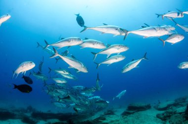 Büyük göz Trevally bir polarize okul, yem top ya da kasırga şekillendirme Jack, (Caranx sexfasciatus). Cabo Pulmo Milli Parkı, dünyanın akvaryum. Baja California Sur, Meksika.