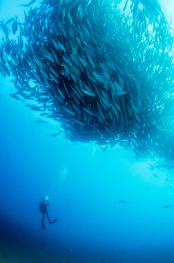 Büyük göz Trevally bir polarize okul, yem top ya da kasırga şekillendirme Jack, (Caranx sexfasciatus). Cabo Pulmo Milli Parkı, dünyanın akvaryum. Baja California Sur, Meksika.