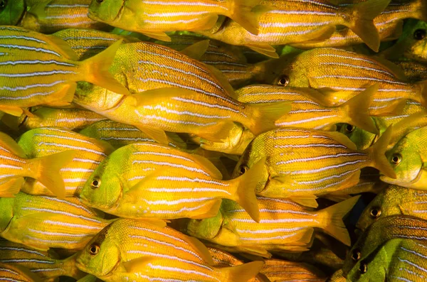 Pesce Porco Panamico Anisotremus Taeniatus Pesce Giallo Colorato Una Scuola — Foto Stock