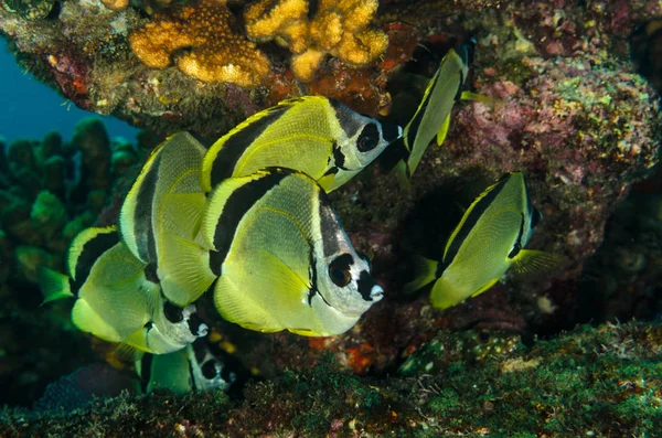 Poissons Récif Mer Cortez Mexique — Photo