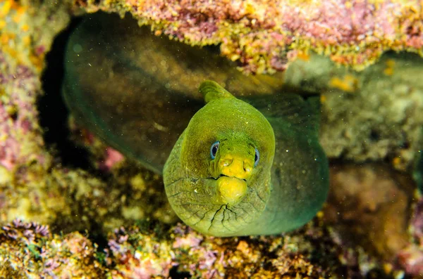 Panamic Green Moray Eel Gymnothorax Castaneus Boca Abierta Descansando Los —  Fotos de Stock