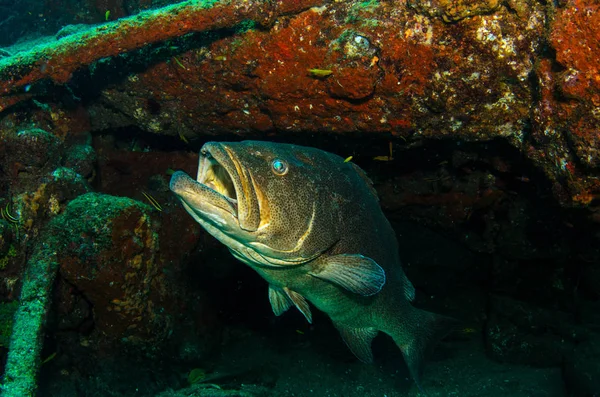 Duże Grouper Zatoki Mycteroperca Jordana Odpoczynek Raf Morza Corteza Oceanu — Zdjęcie stockowe