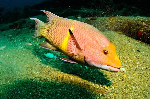 コルテス メキシコの海からサンゴ礁の魚 — ストック写真