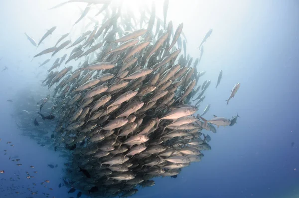 Große Augen Trevally Jack Caranx Sexfasciatus Bilden Eine Polarisierte Schule — Stockfoto