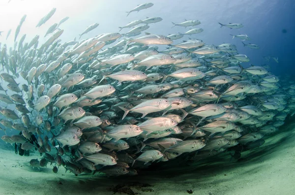 Büyük Göz Trevally Bir Polarize Okul Yem Top Kasırga Şekillendirme — Stok fotoğraf