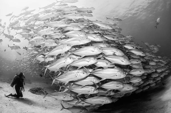 Große Augen Trevally Jack Caranx Sexfasciatus Bilden Eine Polarisierte Schule — Stockfoto