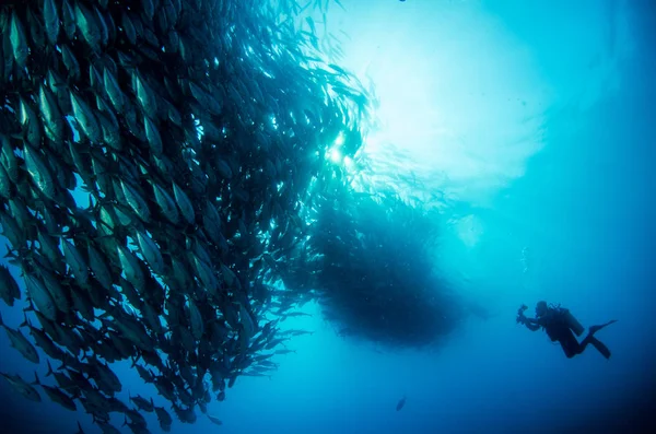 大眼睛 Trevally Caranx Sexfasciatus 形成两极分化的学校 诱饵球或龙卷风 Pulmo 国家公园 世界水族馆 下加利福尼亚 — 图库照片