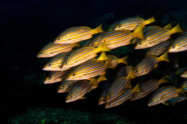 Gele Snapper Lutjanus Argentiventris Vorming Van Een School Een Schipbreuk Stockfoto