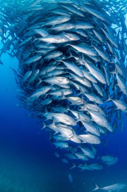 Büyük göz Trevally bir polarize okul, yem top ya da kasırga şekillendirme Jack, (Caranx sexfasciatus). Cabo Pulmo Milli Parkı, dünyanın akvaryum. Baja California Sur, Meksika.