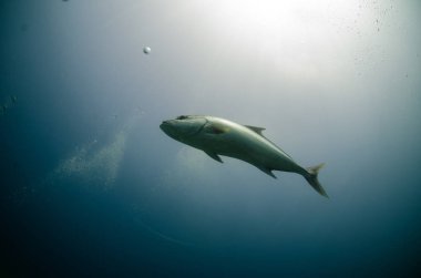 Büyük amberjack (Seriola dumerili). Cabo Pulmo Milli Parkı, dünyanın akvaryum. Baja California Sur, Meksika.