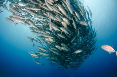 Büyük göz Trevally bir polarize okul, yem top ya da kasırga şekillendirme Jack, (Caranx sexfasciatus). Cabo Pulmo Milli Parkı, dünyanın akvaryum. Baja California Sur, Meksika.