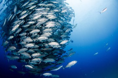 Büyük göz Trevally bir polarize okul, yem top ya da kasırga şekillendirme Jack, (Caranx sexfasciatus). Cabo Pulmo Milli Parkı, dünyanın akvaryum. Baja California Sur, Meksika.
