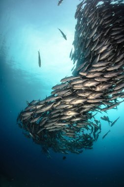 Büyük göz Trevally bir polarize okul, yem top ya da kasırga şekillendirme Jack, (Caranx sexfasciatus). Cabo Pulmo Milli Parkı, dünyanın akvaryum. Baja California Sur, Meksika.