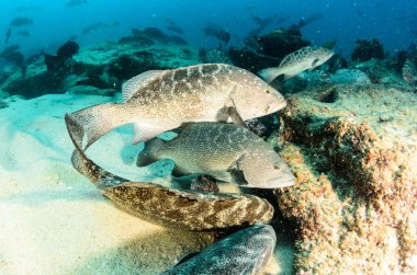 Cortez deniz resifleri gelen mercan oluşumunda leopar orfoz (Mycteroperca rosacea). Cabo Pulmo Milli Parkı, Baja California Sur, Meksika. Cousteau dünya akvaryum adlı.