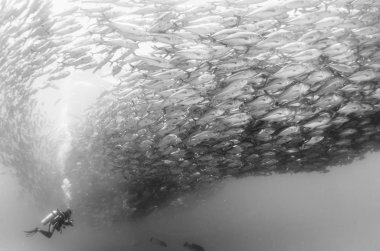 Büyük göz Trevally bir polarize okul, yem top ya da kasırga şekillendirme Jack, (Caranx sexfasciatus). Cabo Pulmo Milli Parkı, dünyanın akvaryum. Baja California Sur, Meksika.