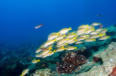 Bir gemi enkazı, okulda oluşturan sarı balığı (Lutjanus argentiventris), resifleri deniz Cortez, Pasifik Okyanusu. Cabo Pulmo, Baja California Sur, Meksika. Cousteau dünya akvaryum adlı.