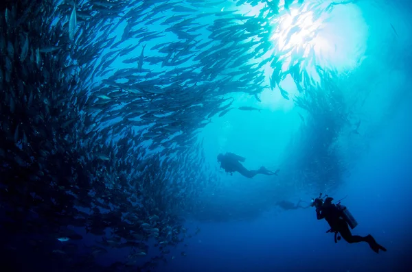 Olho Grande Trevally Jack Caranx Sexfasciatus Formando Uma Escola Polarizada — Fotografia de Stock