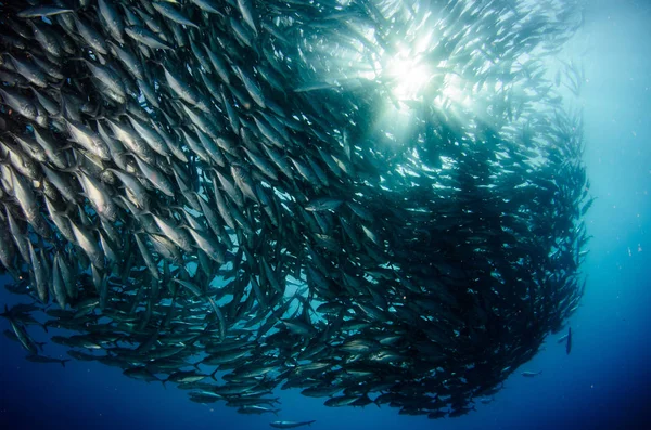 Duże Oczy Trevally Jack Caranx Sexfasciatus Stanowiących Szkoła Spolaryzowane Przynęta — Zdjęcie stockowe