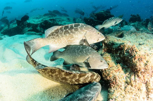 Leopard grouper (Mycteroperca rosacea) in the coral formation, from the reefs of the Sea of Cortez. Cabo Pulmo National Park, Baja California Sur, Mexico. Cousteau named it The world's aquarium.