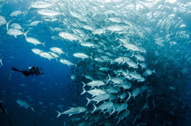 Büyük göz Trevally bir polarize okul, yem top ya da kasırga şekillendirme Jack, (Caranx sexfasciatus). Cabo Pulmo Milli Parkı, dünyanın akvaryum. Baja California Sur, Meksika.