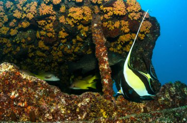 Resif balıkları cortez, Meksika denizden