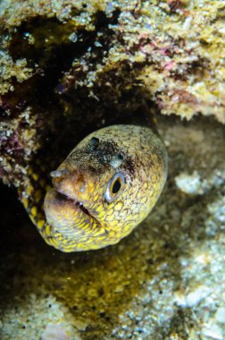 Resif balıkları cortez, Meksika denizden