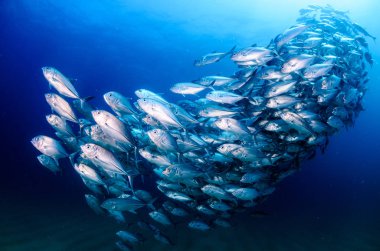 Büyük göz Trevally bir polarize okul, yem top ya da kasırga şekillendirme Jack, (Caranx sexfasciatus). Cabo Pulmo Milli Parkı, dünyanın akvaryum. Baja California Sur, Meksika.