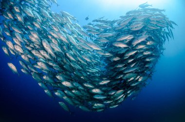 Büyük göz Trevally bir polarize okul, yem top ya da kasırga şekillendirme Jack, (Caranx sexfasciatus). Cabo Pulmo Milli Parkı, dünyanın akvaryum. Baja California Sur, Meksika.