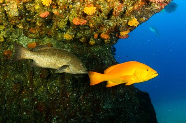 Cortez deniz resifleri gelen mercan oluşumunda leopar orfoz (Mycteroperca rosacea). Cabo Pulmo Milli Parkı, Baja California Sur, Meksika. Cousteau dünya akvaryum adlı.