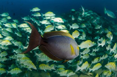 (Acanthurus xanthopterus) Bir gemi enkazında sarı yüzgeç ya da mor cerrah balığı. Cortez Denizi 'nin resifleri, Pasifik Okyanusu. Cabo Pulmo, Baja California Sur, Meksika. Cousteau adını dünyanın akvaryumu koydu..