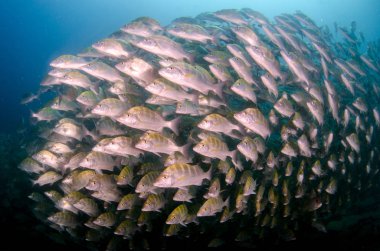 Graybar er (Haemulon sexfasciatus), bir gemi enkazı, resifleri deniz Cortez, Pasifik Okyanusu, bir okulda şekillendirme. Cabo Pulmo, Baja California Sur, Meksika. Cousteau dünya akvaryum adlı.