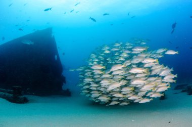 Bir gemi enkazı, okulda oluşturan sarı balığı (Lutjanus argentiventris), resifleri deniz Cortez, Pasifik Okyanusu. Cabo Pulmo, Baja California Sur, Meksika. Cousteau dünya akvaryum adlı.