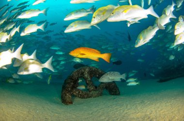 Cortez deniz resifleri gelen mercan oluşumunda leopar orfoz (Mycteroperca rosacea). Cabo Pulmo Milli Parkı, Baja California Sur, Meksika. Cousteau dünya akvaryum adlı.