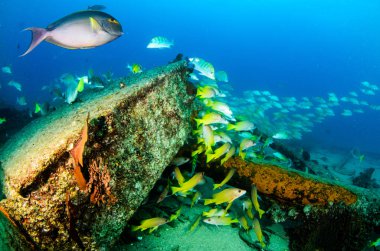 Bir gemi enkazı, okulda oluşturan sarı balığı (Lutjanus argentiventris), resifleri deniz Cortez, Pasifik Okyanusu. Cabo Pulmo, Baja California Sur, Meksika. Cousteau dünya akvaryum adlı.