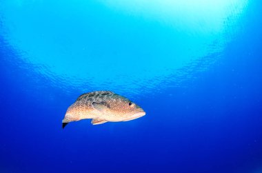 Cortez deniz resifleri gelen mercan oluşumunda leopar orfoz (Mycteroperca rosacea). Cabo Pulmo Milli Parkı, Baja California Sur, Meksika. Cousteau dünya akvaryum adlı.