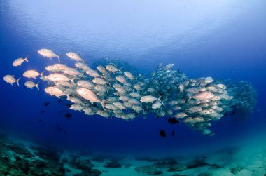Büyük göz Trevally bir polarize okul, yem top ya da kasırga şekillendirme Jack, (Caranx sexfasciatus). Cabo Pulmo Milli Parkı, dünyanın akvaryum. Baja California Sur, Meksika.