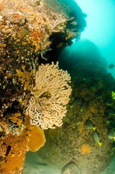 Korálový Útes Scénický Moře Cortez Baja California Sur Mexiko — Stock fotografie