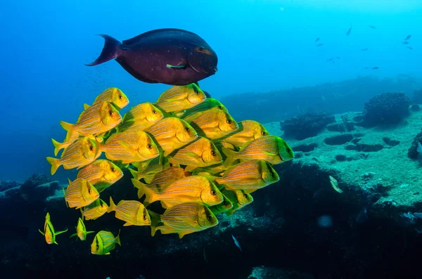 Panamic Porkfish Anisotremus Taeniatus Colorful Yellow Fish School Baitball Tornado — Stock Photo, Image