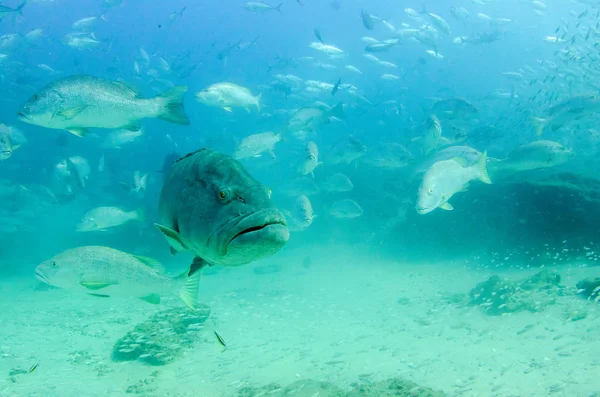 大きな湾ハタ Mycteroperca ヨルダン コルテス海太平洋のサンゴ礁で休んでいます カボ仏母国立公園 バハカリフォルニアスル メキシコ世界の水族館 — ストック写真