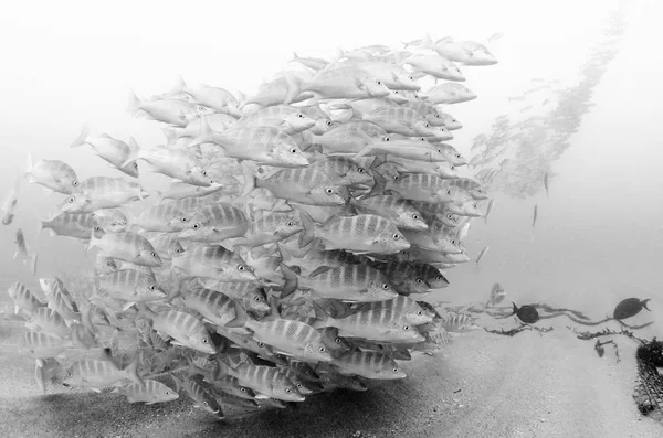 Graybar Grunt Haemulon Sexfasciatus Forming School Shipwreck Reefs Sea Cortez — Stock Photo, Image